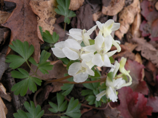 Corydalis cava 'Alba'