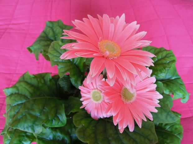 Gerbera III 2012