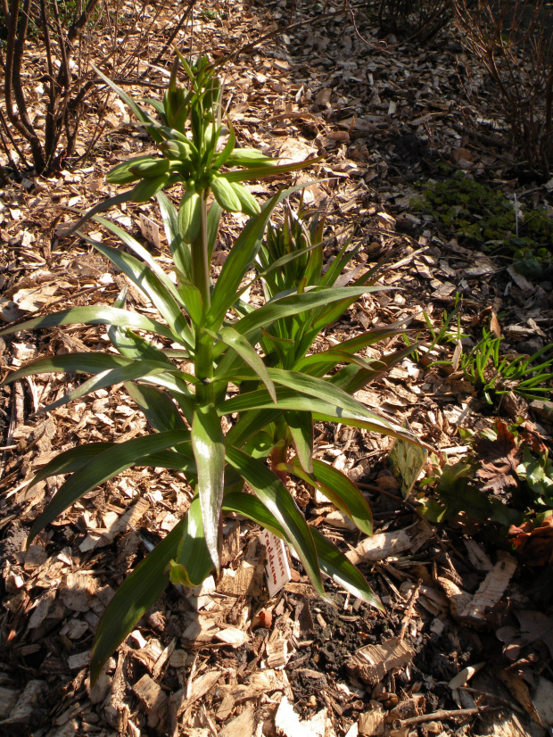 Fritillaria radeana