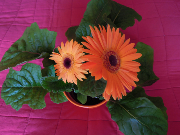 Gerbera III 2012