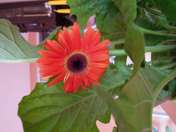 Gerbera III 2012