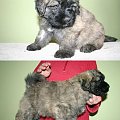 PUPPIES -6.5 weeks fater Inter Ch.JUJU AICHA V BOUVIER TOPLINE mother Ch.PL.SKGORI Złota Beja 5- males, 3- female