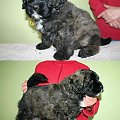 PUPPIES -6.5 weeks fater Inter Ch.JUJU AICHA V BOUVIER TOPLINE mother Ch.PL.SKGORI Złota Beja 5- males, 3- female