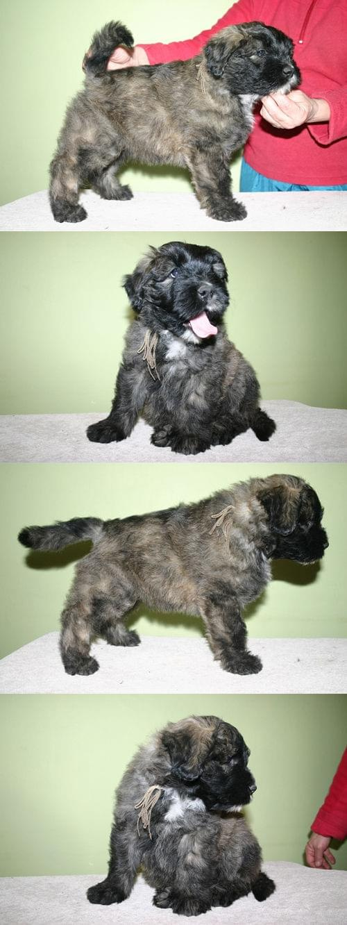 PUPPIES -6.5 weeks fater Inter Ch.JUJU AICHA V BOUVIER TOPLINE mother Ch.PL.SKGORI Złota Beja 5- males, 3- female