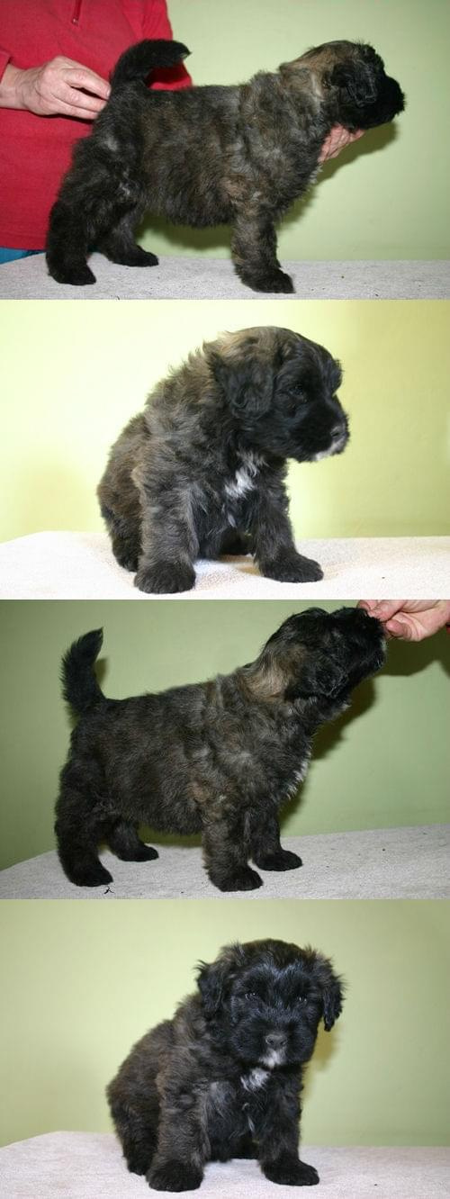 PUPPIES -6.5 weeks fater Inter Ch.JUJU AICHA V BOUVIER TOPLINE mother Ch.PL.SKGORI Złota Beja 5- males, 3- female