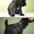 PUPPIES -6.5 weeks fater Inter Ch.JUJU AICHA V BOUVIER TOPLINE mother Ch.PL.SKGORI Złota Beja 5- males, 3- female