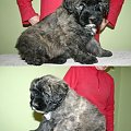 PUPPIES -6.5 weeks fater Inter Ch.JUJU AICHA V BOUVIER TOPLINE mother Ch.PL.SKGORI Złota Beja 5- males, 3- female