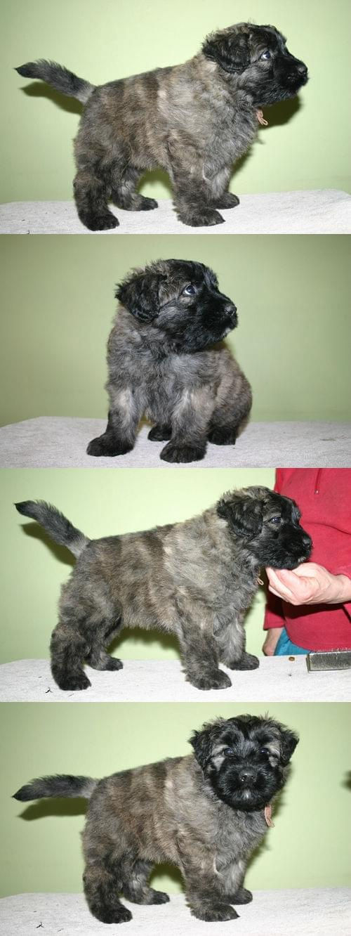 PUPPIES -6.5 weeks fater Inter Ch.JUJU AICHA V BOUVIER TOPLINE mother Ch.PL.SKGORI Złota Beja 5- males, 3- female