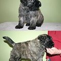 PUPPIES -6.5 weeks fater Inter Ch.JUJU AICHA V BOUVIER TOPLINE mother Ch.PL.SKGORI Złota Beja 5- males, 3- female