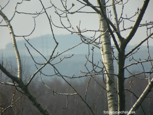 Dąbrowa Górnicza Ząbkowice