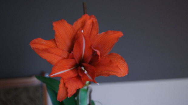 hippeastrum #amarylis #hippeastrum #zwartnica