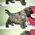 PUPPIES -6.5 weeks fater Inter Ch.JUJU AICHA V BOUVIER TOPLINE mother Ch.PL.SKGORI Złota Beja 5- males, 3- female