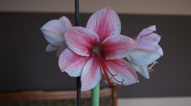 hippeastrum #amarylis #hippeastrum #zwartnica