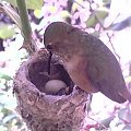 Koliberka Phoebe znów ma pisklątko. Trzeci lęg w tym sezonie. W gniazdku jeszcze jedno niewyklute jajeczko (długości 1,5 cm)
http://phoebeallens.com/