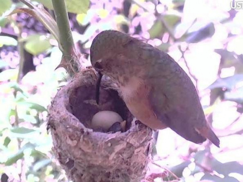 Koliberka Phoebe znów ma pisklątko. Trzeci lęg w tym sezonie. W gniazdku jeszcze jedno niewyklute jajeczko (długości 1,5 cm)
http://phoebeallens.com/