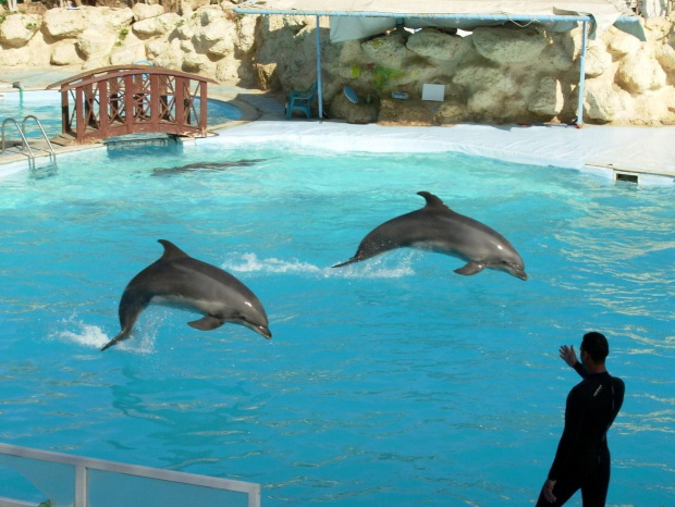 W delfinarium.