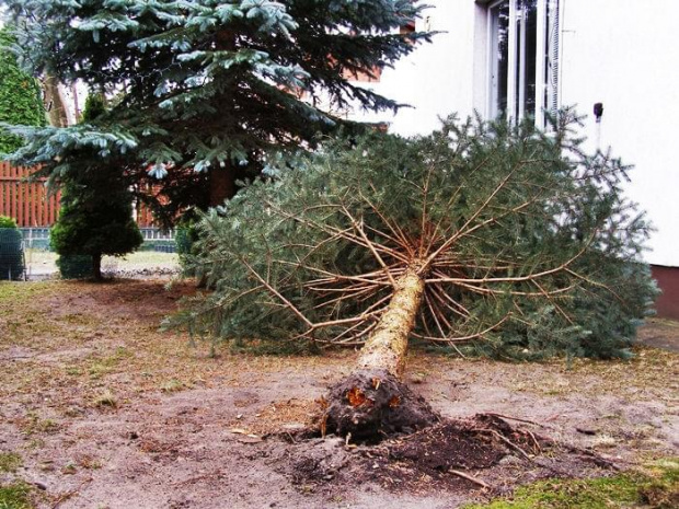 gdyby rosła patrzyłabym do góry, a tak....