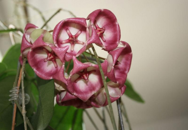 hoya archiboldiana