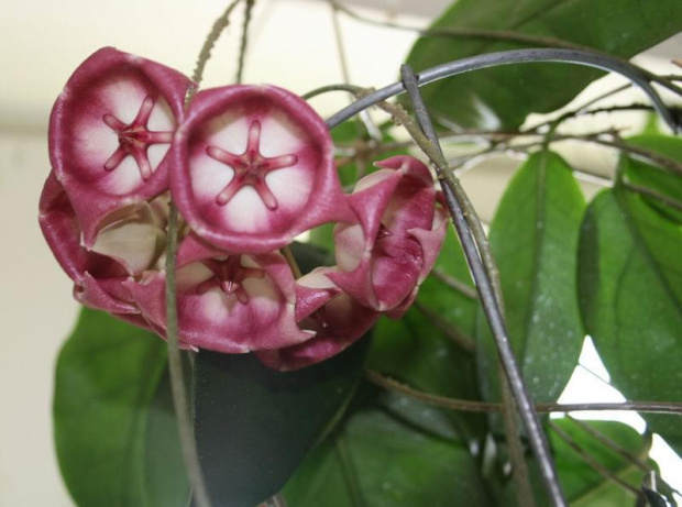 hoya archiboldiana