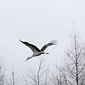 Bocian, Stork #Stork #Storks #xnifar