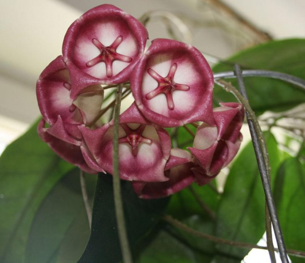 hoya archiboldiana