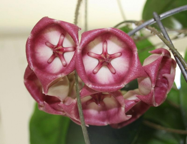 hoya archiboldiana