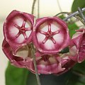 hoya archiboldiana