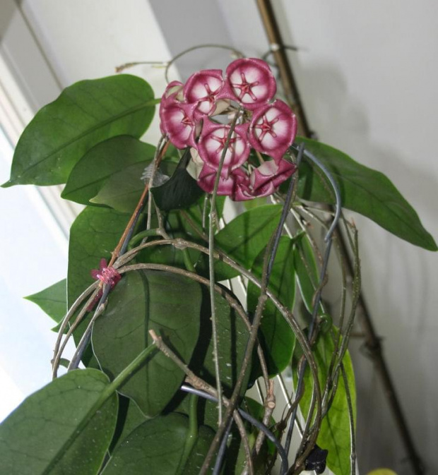 hoya archiboldiana