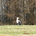 Bocian, Stork #Stork #Storks #xnifar