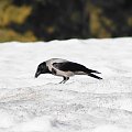 wrona, crow #bird #crow #ptaki #wrona #xnifar