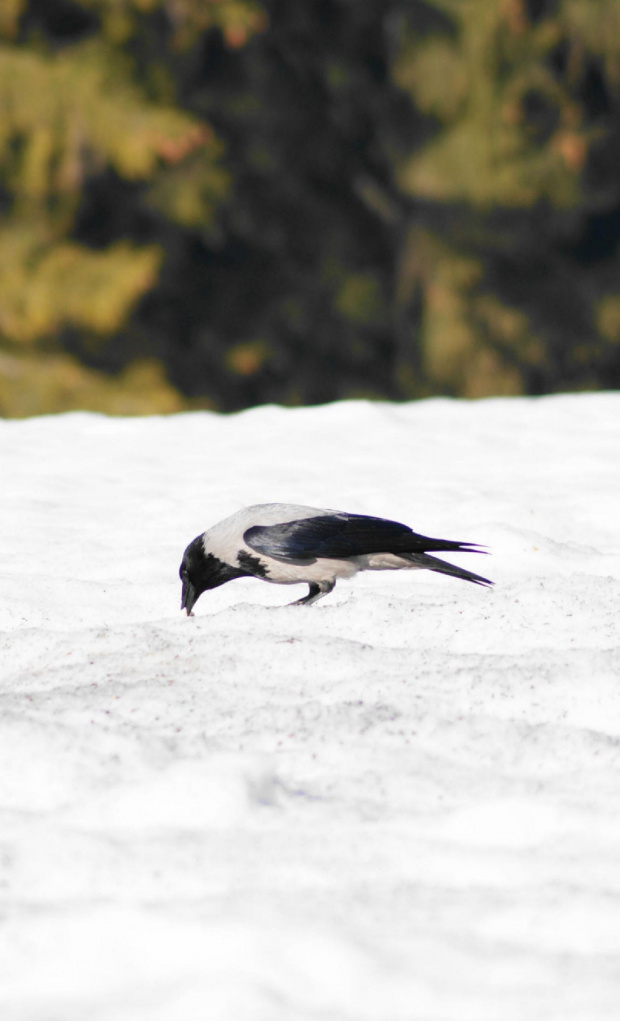 wrona, crow #bird #crow #ptaki #wrona #xnifar