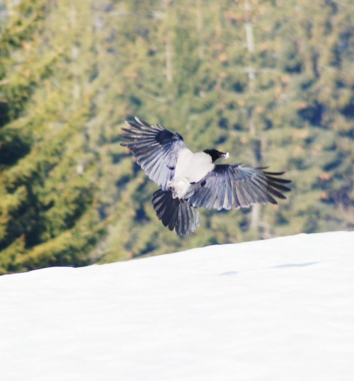 wrona, crow #bird #crow #ptaki #wrona #xnifar