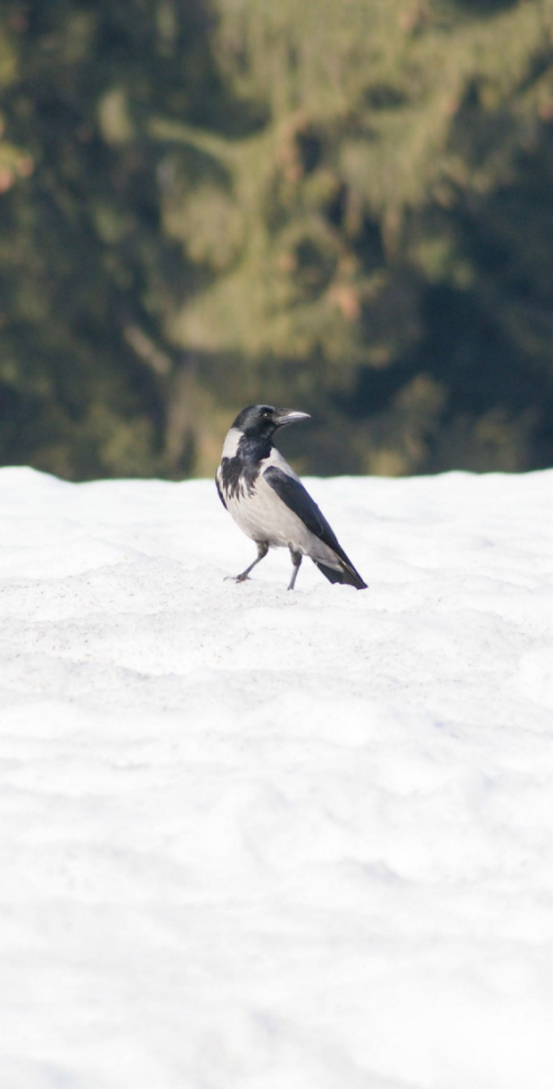 wrona, crow #bird #crow #ptaki #wrona #xnifar