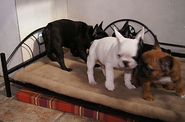 5 mies.Nika i 2 m. szczeniaczki #Nika