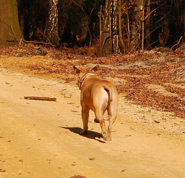 Ozzy , amstaff , las , Wielopole