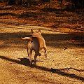 Ozzy , amstaff , las , Wielopole