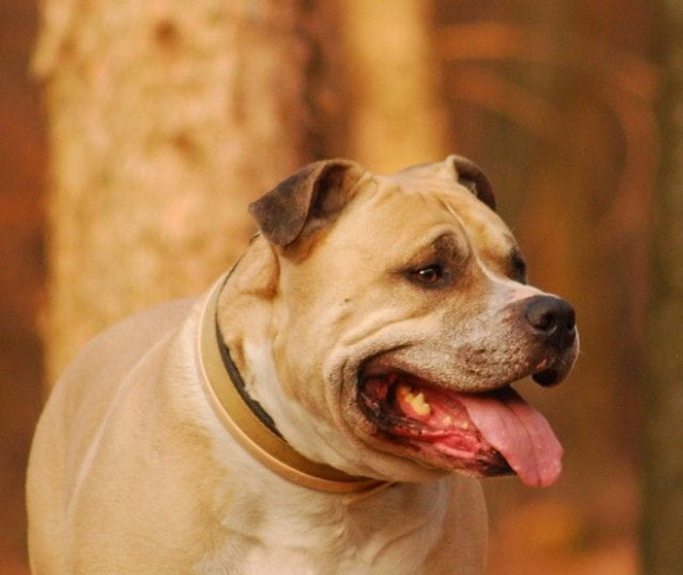 Ozzy , amstaff , las , Wielopole