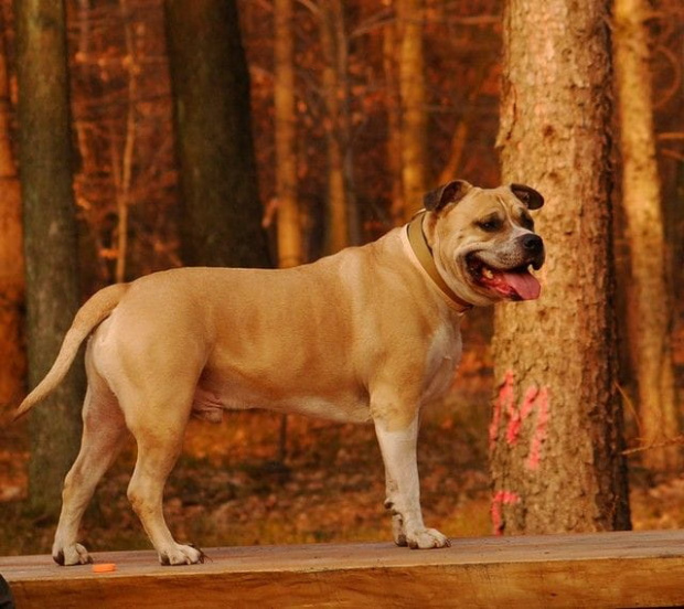 Ozzy , amstaff , las , Wielopole