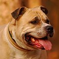 Ozzy , amstaff , las , Wielopole