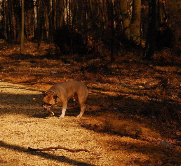 Ozzy , amstaff , las , Wielopole