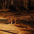 Ozzy , amstaff , las , Wielopole