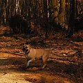 Ozzy , amstaff , las , Wielopole