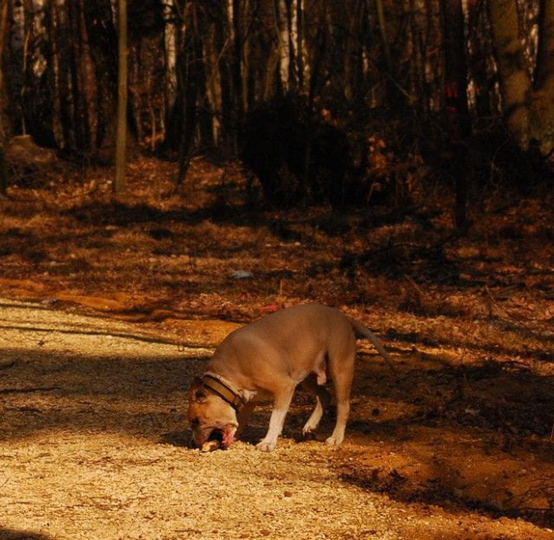 Ozzy , amstaff , las , Wielopole