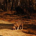 Ozzy , amstaff , las , Wielopole