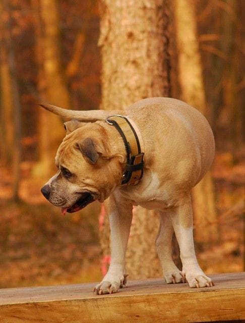 Ozzy , amstaff , las , Wielopole