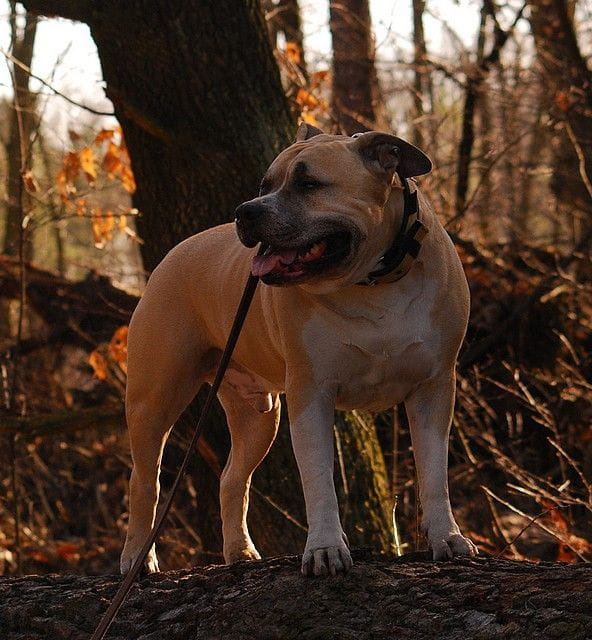 Ozzy , amstaff , las , Wielopole