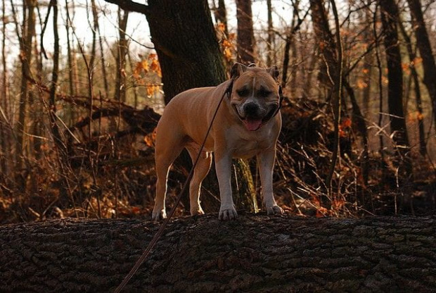 Ozzy , amstaff , las , Wielopole