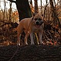 Ozzy , amstaff , las , Wielopole