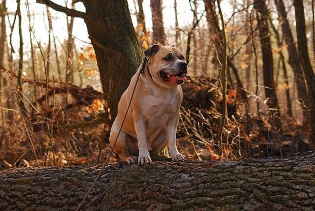 Ozzy , amstaff , las , Wielopole