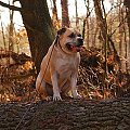 Ozzy , amstaff , las , Wielopole